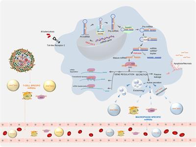 MicroRNAs as diagnostic biomarkers for Tuberculosis: A systematic review and meta- analysis